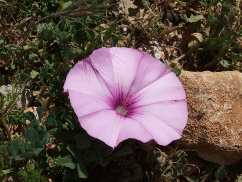 Anadalusien 2009 - 0561 